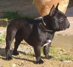 Bulldog Francés